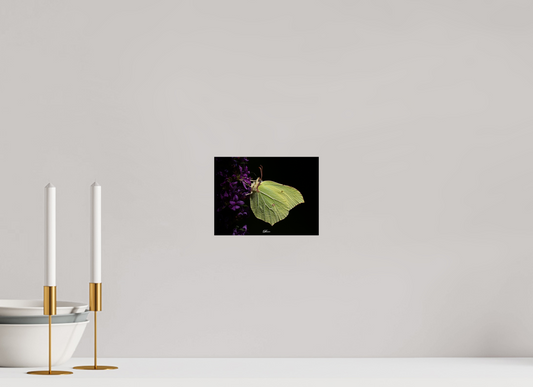 20 x 15 cm, Photo Print On Fuji Crystal DP II Common brimstone