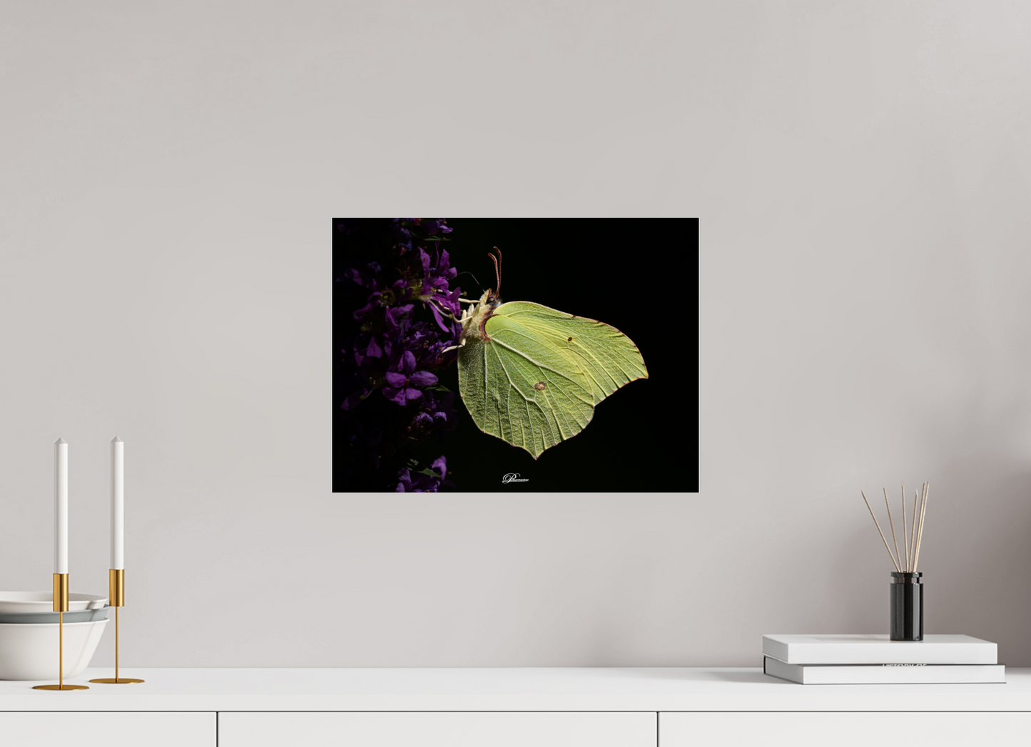 40 x 30 cm, Photo Print Under Acrylic Glass Common brimstone
