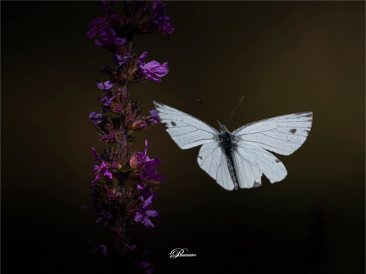 Main image Green-veined white