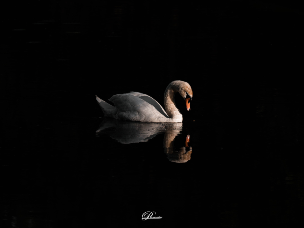 Main image Gleam of Light