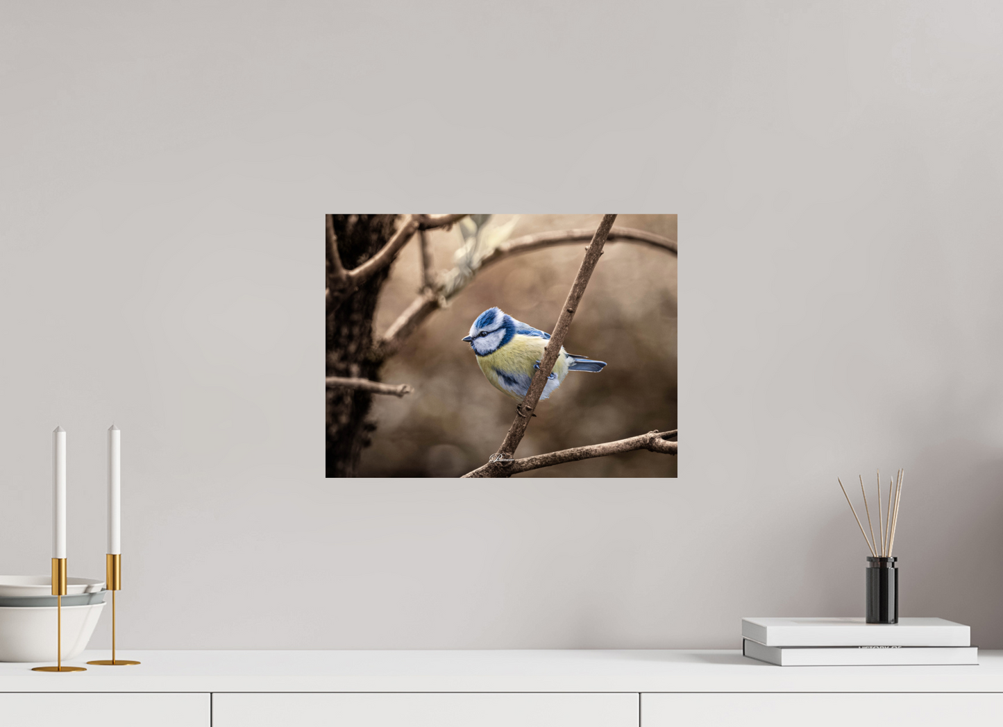 40 x 30 cm, Photo Print On Fuji Crystal DP II Blue tit