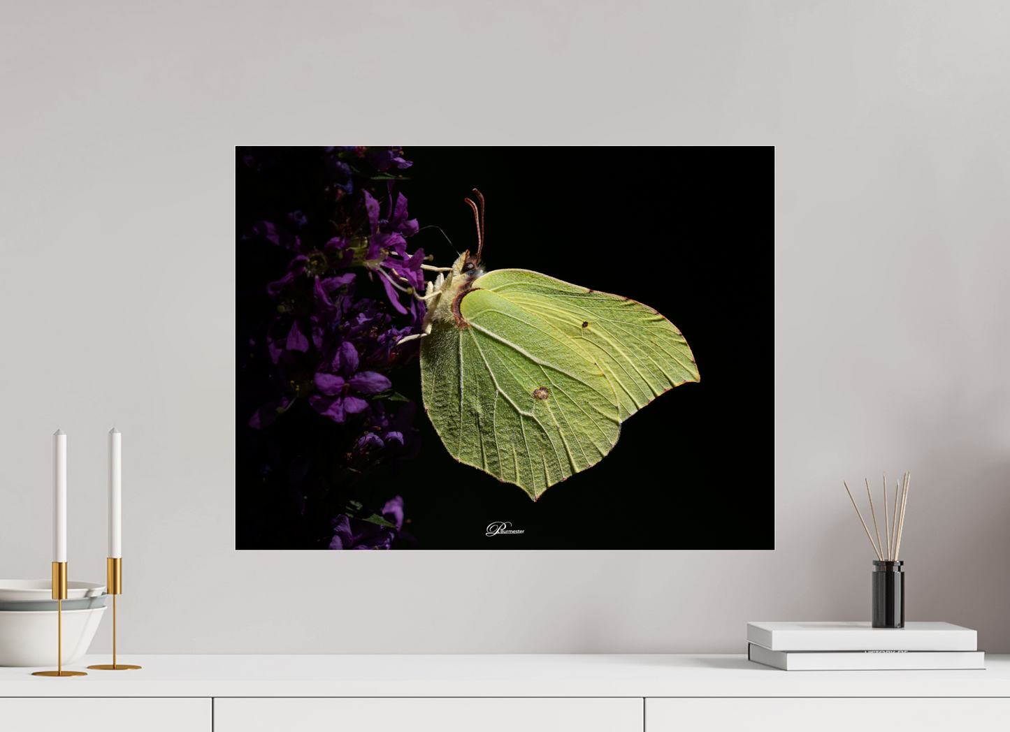 60 x 45 cm, Photo Print Under Acrylic Glass Common brimstone