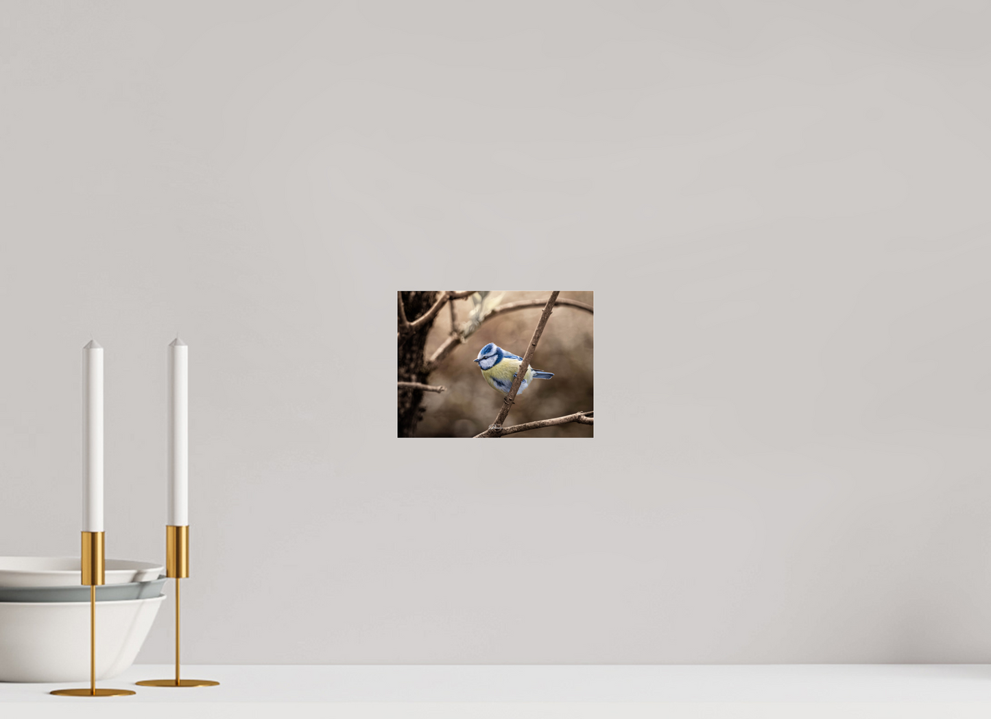 20 x 15 cm, Photo Print Under Acrylic Glass Blue tit