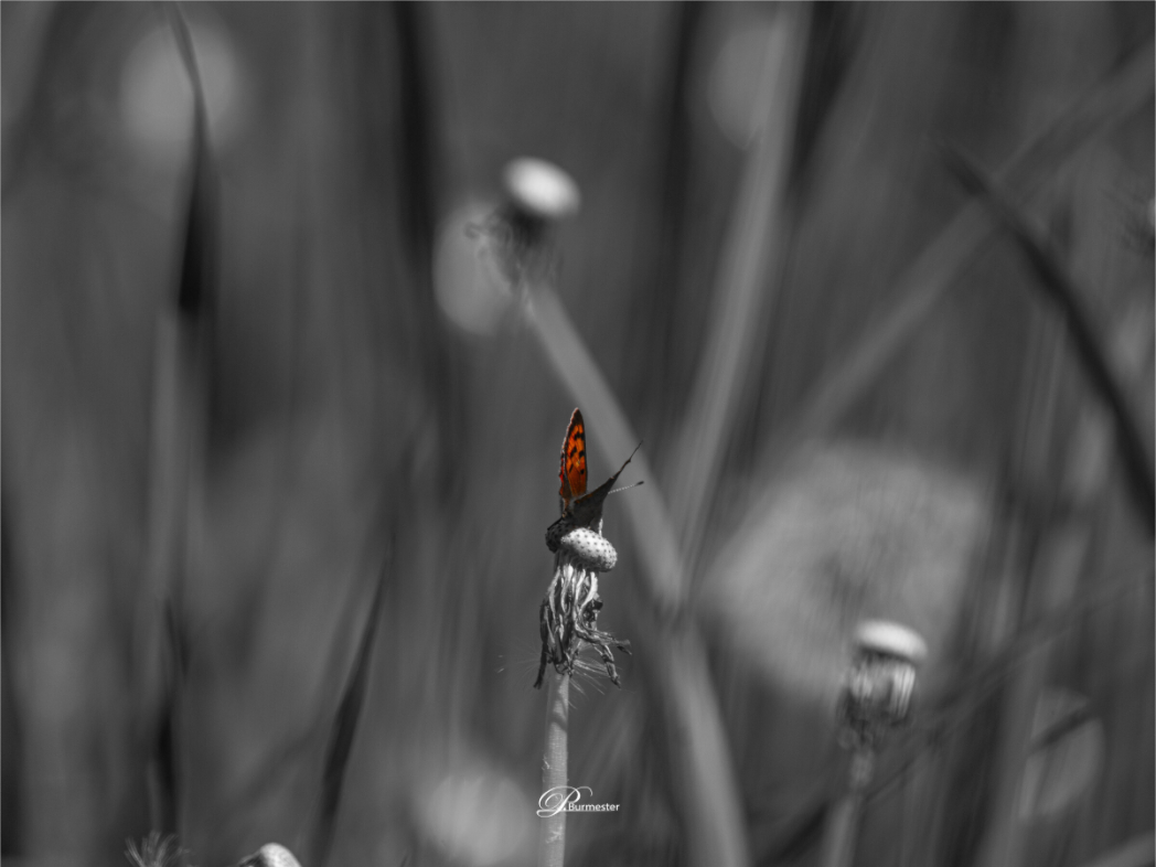 Main image The beauty of the small