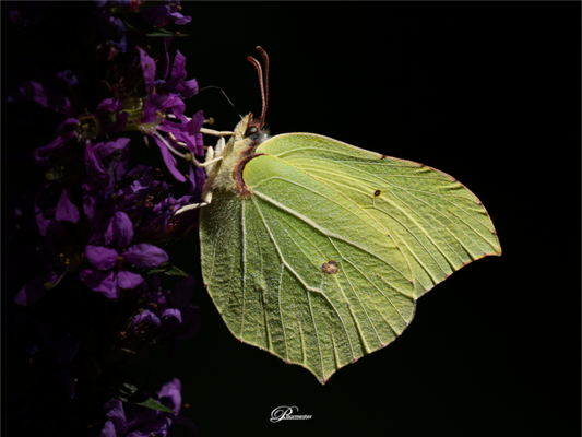 Main image Common brimstone