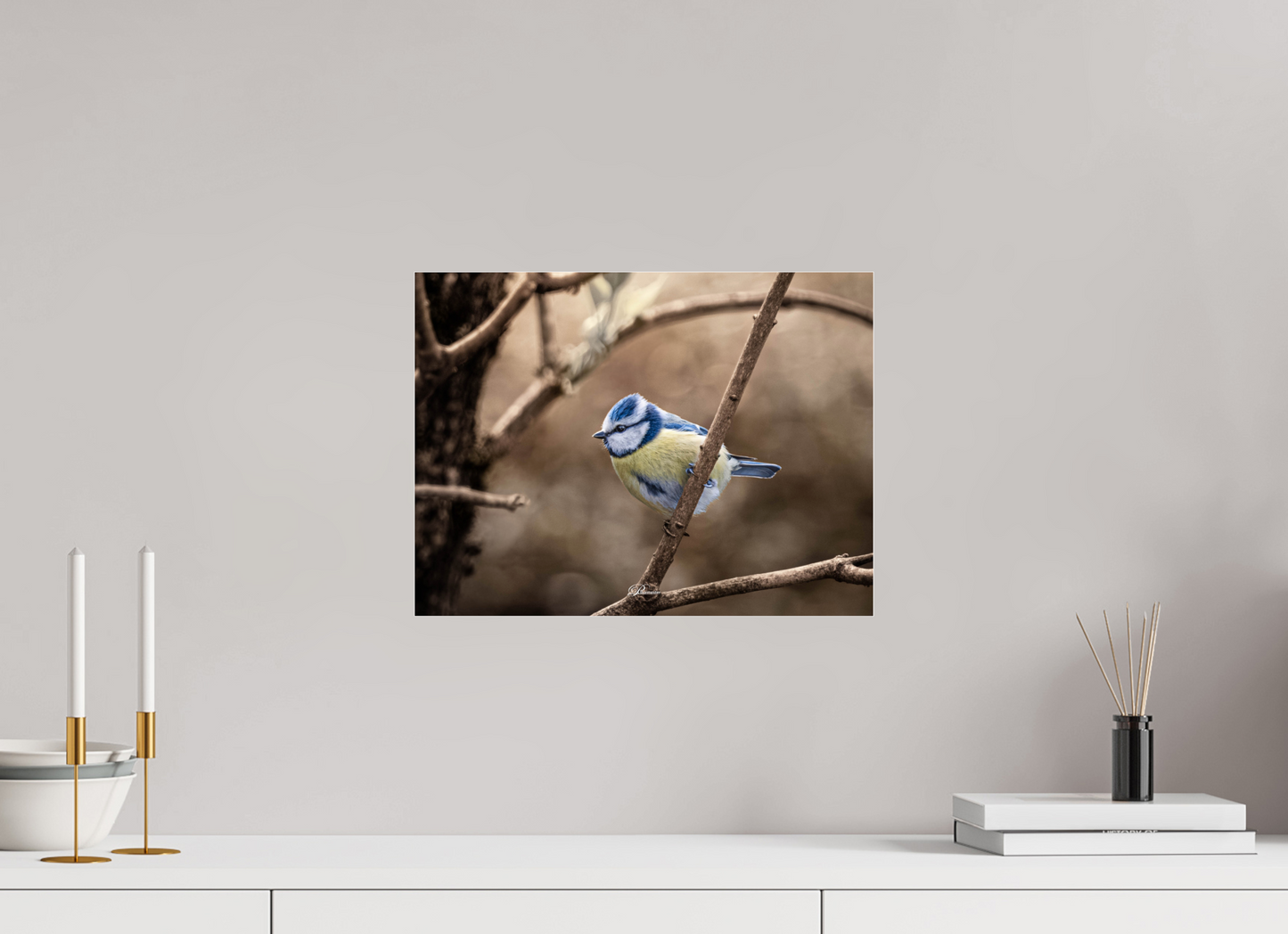 40 x 30 cm, Photo Print Under Acrylic Glass Blue tit