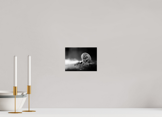 20 x 15 cm, Standard print Shining