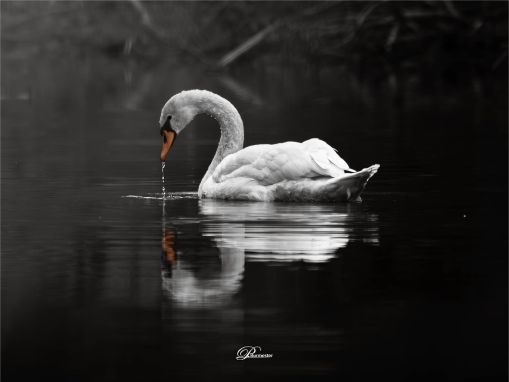 Main image Mute swan