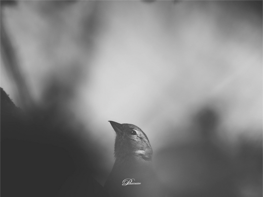 Main image The Shadow`s Echo