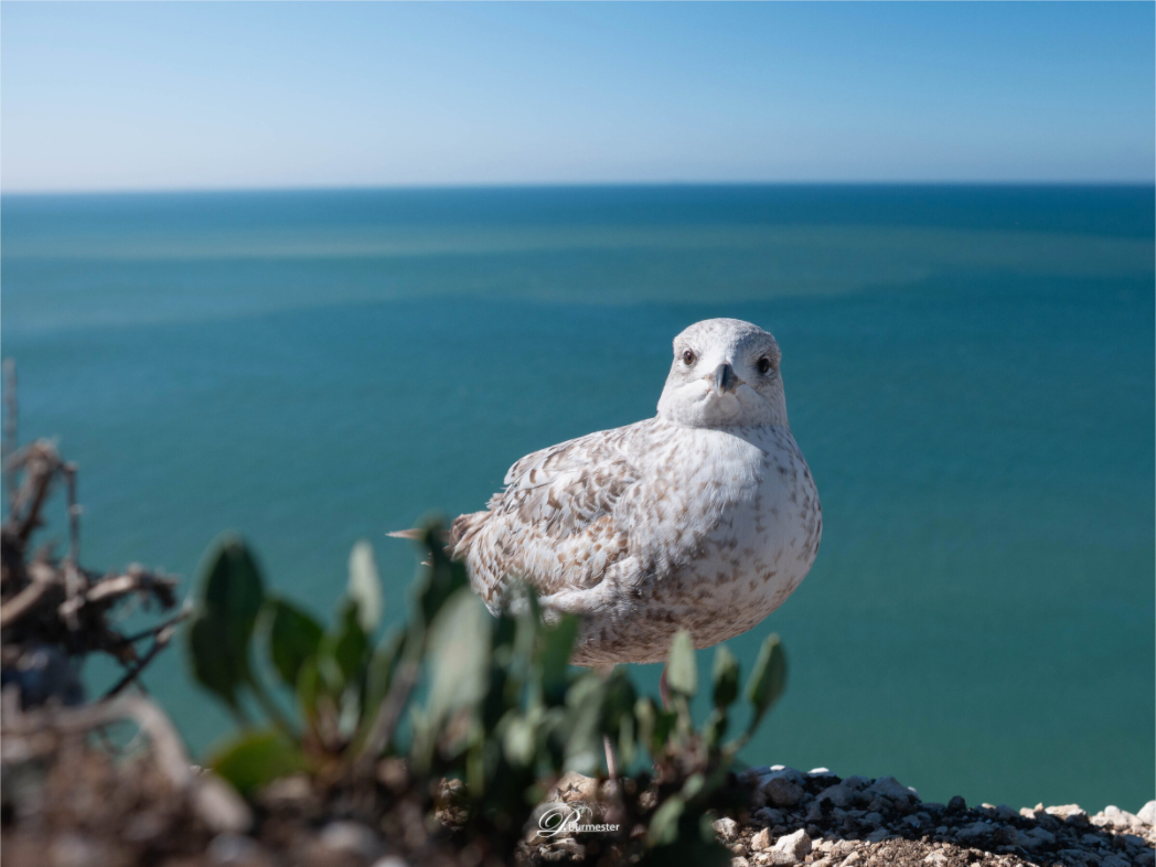 Main image On the edge II
