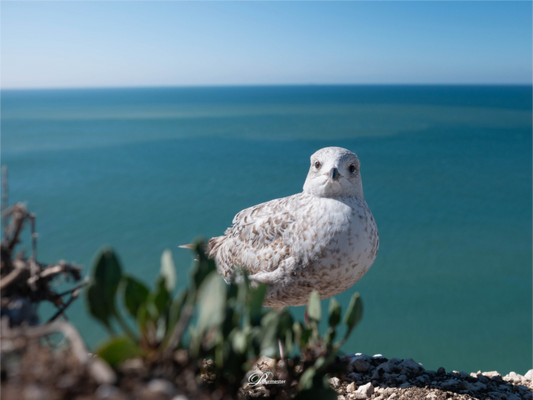 Main image On the edge II