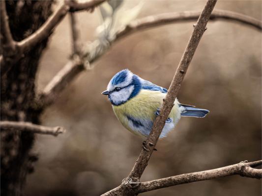 Main image Blue tit