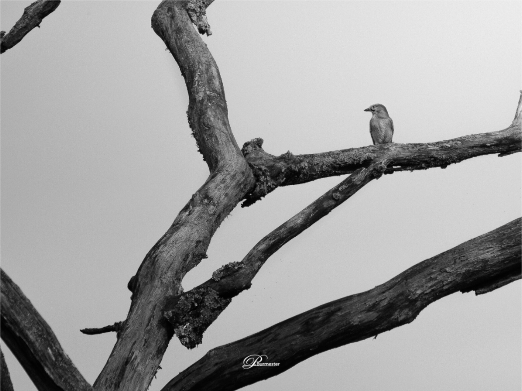 Main image Lost in transience