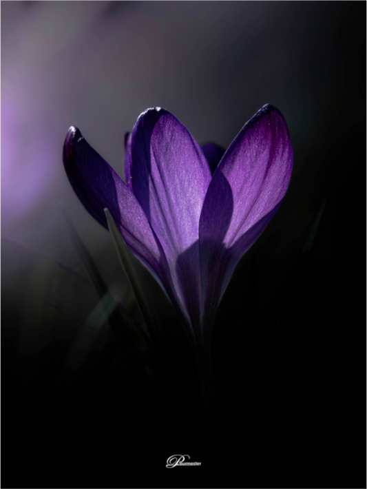 Main image Purple crocus
