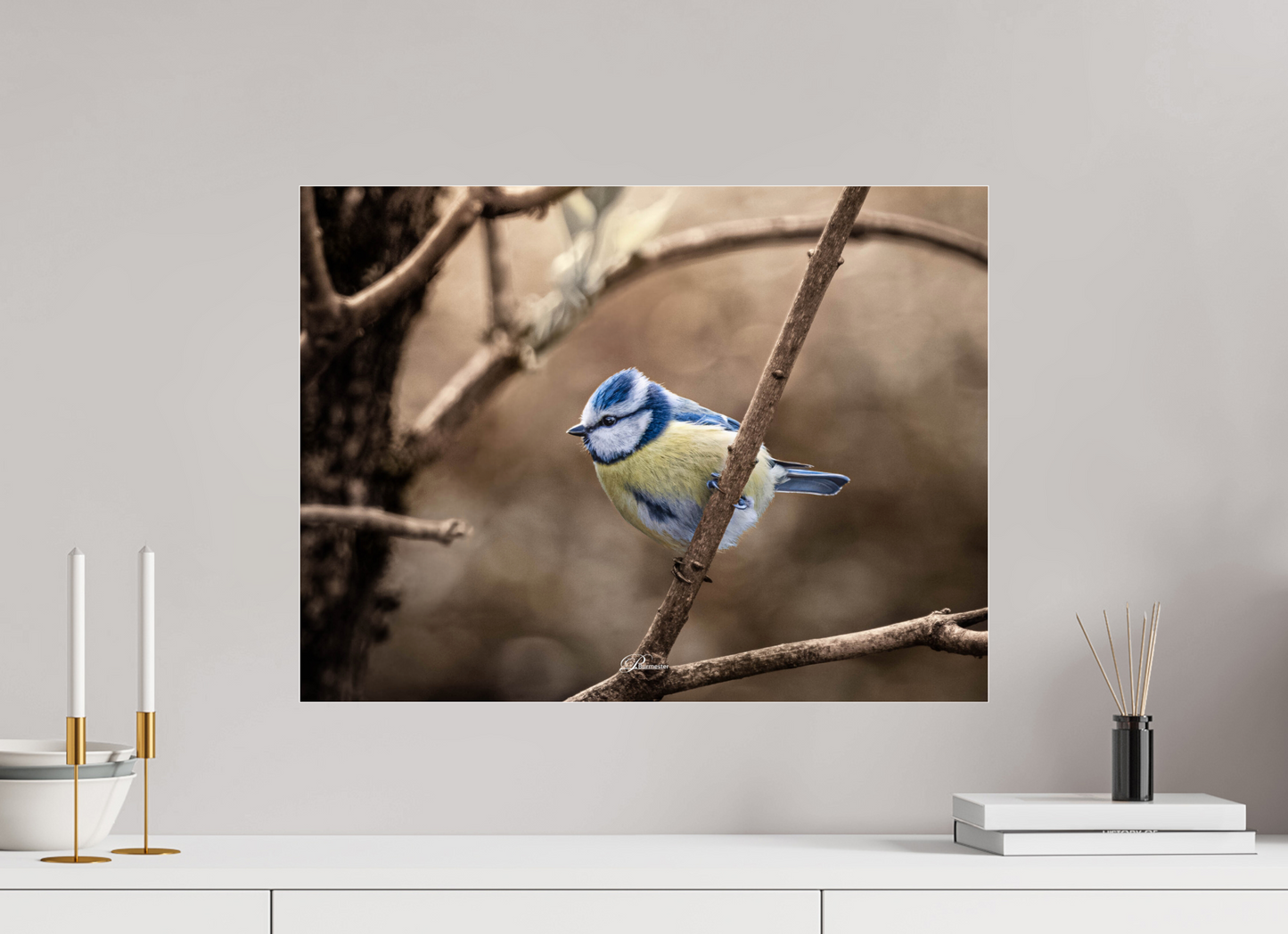 60 x 45 cm, Photo Print Under Acrylic Glass Blue tit