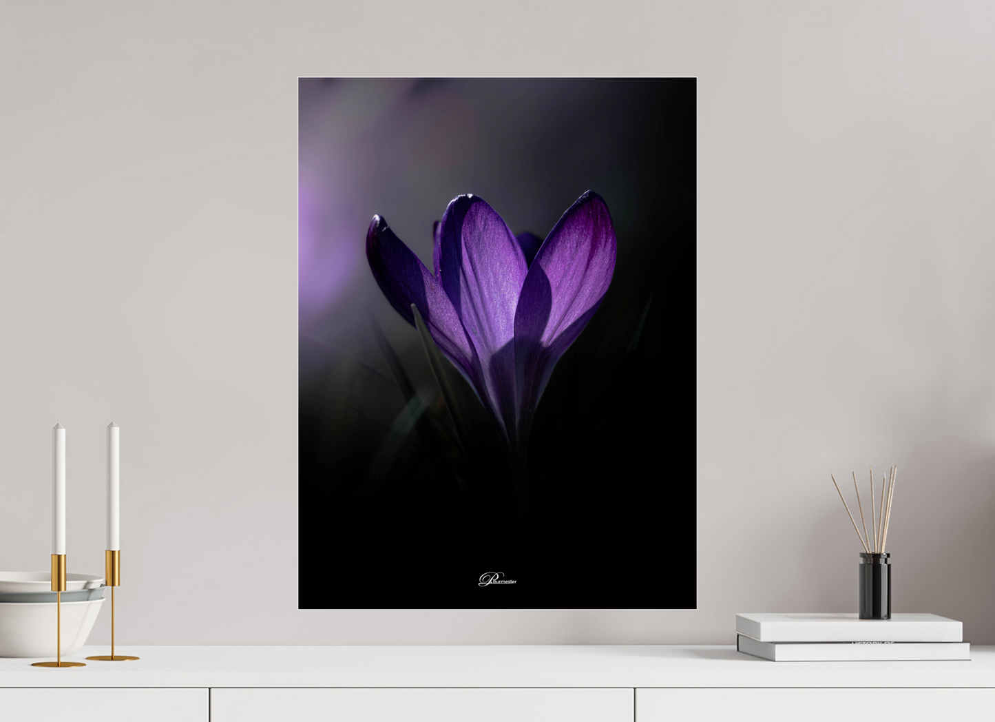 45 x 60 cm, Photo Print Under Acrylic Glass Purple crocus