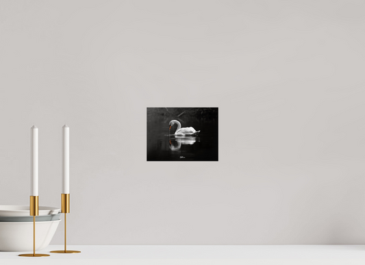20 x 15 cm, Standard print Mute swan